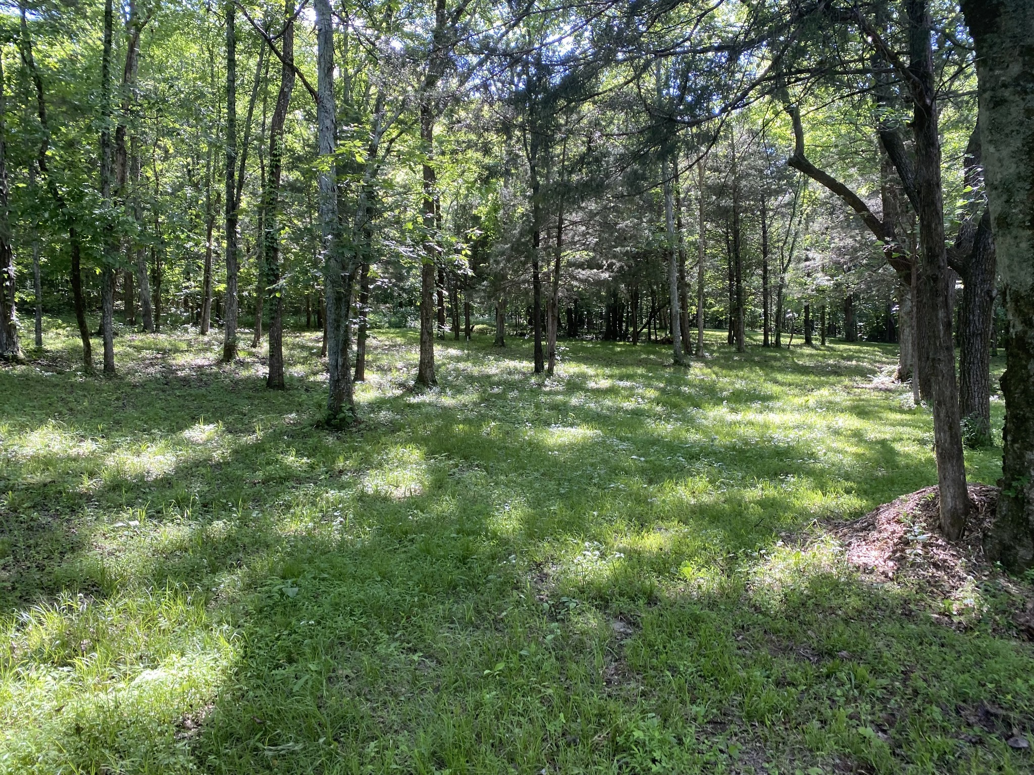 2342 Spain Hill Road Lascassas, TN 37085 - Photo 6 of 20 a backyard of a house with lots of green space