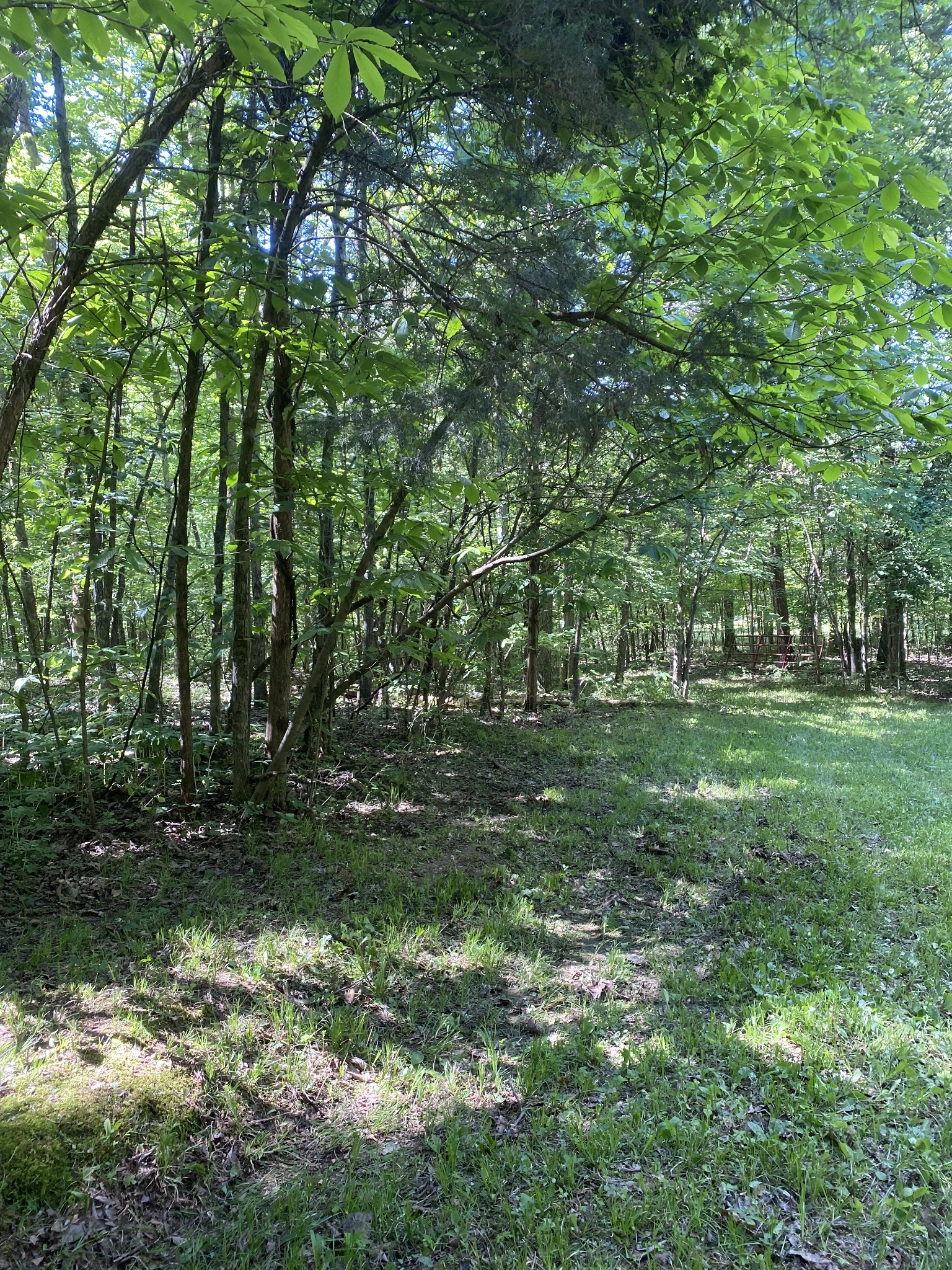 2342 Spain Hill Road Lascassas, TN 37085 - Photo 8 of 20 a big yard with lots of green space and trees