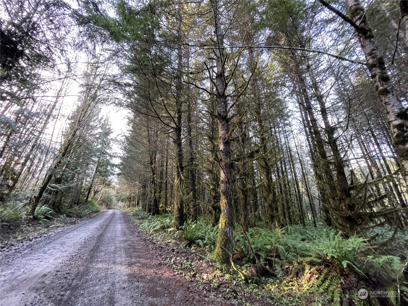 -na Oak Point Road Longview, WA 98632 - Photo 1 of 7 a view of a forest with trees in the background
