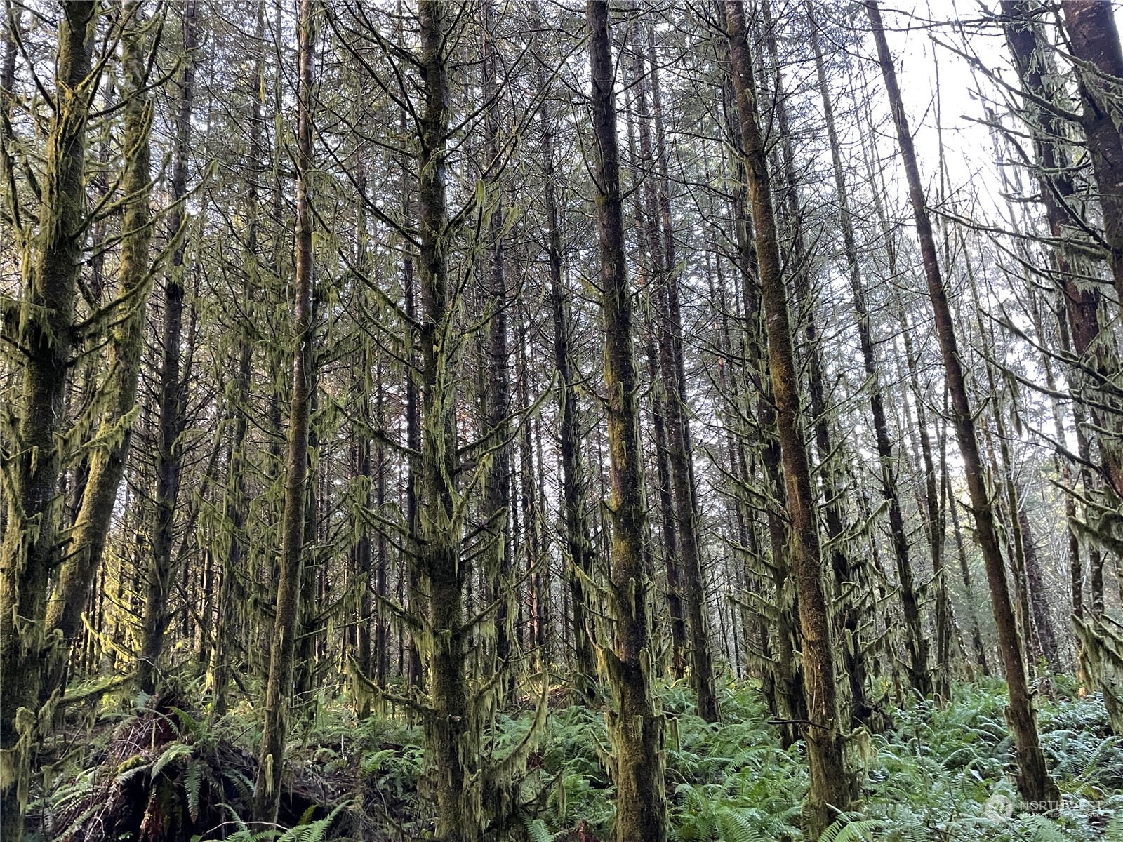 -na Oak Point Road Longview, WA 98632 - Photo 2 of 7 a view of forest
