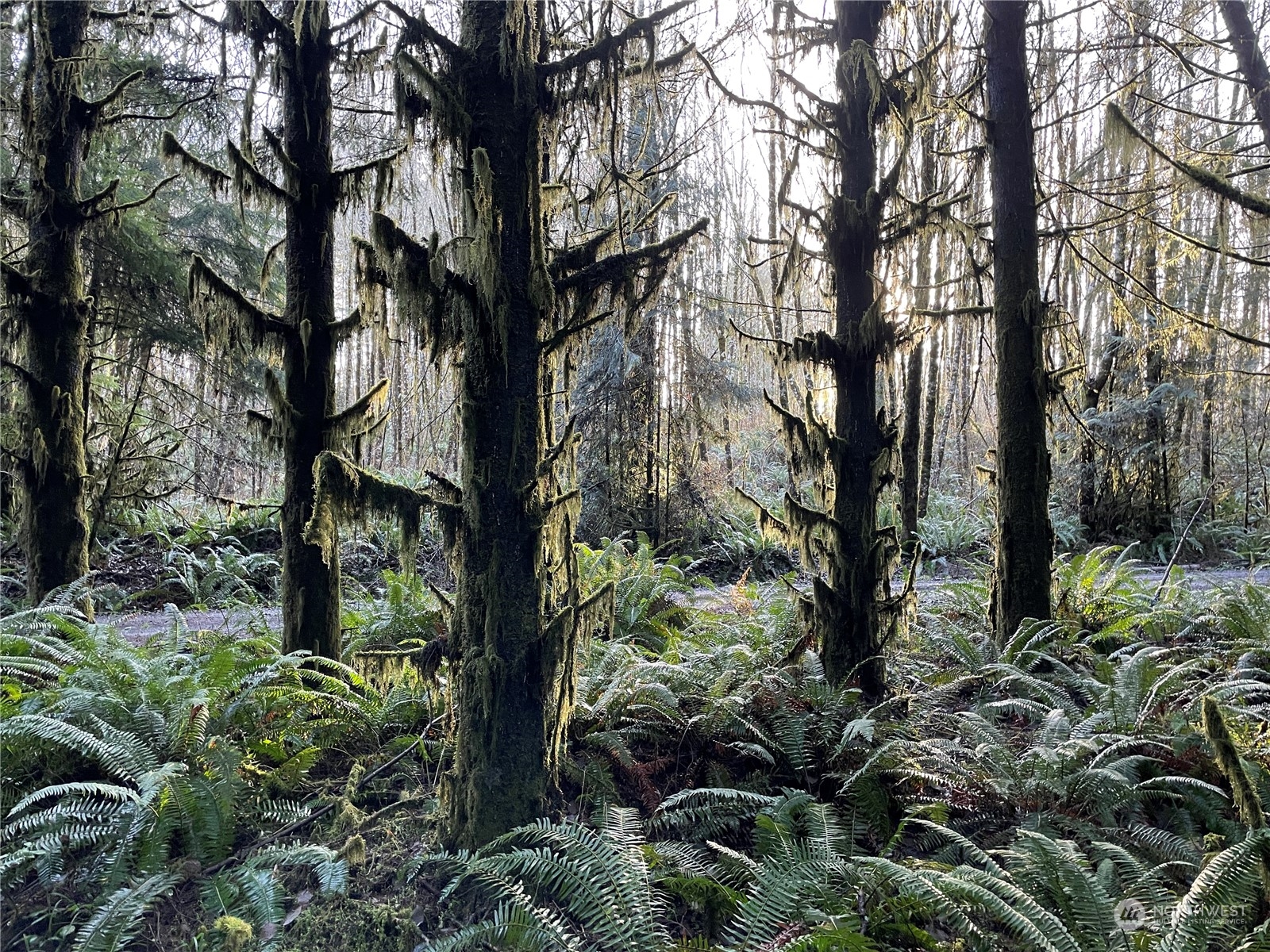 -na Oak Point Road Longview, WA 98632 - Photo 3 of 7 a plant is in between the bunch of plants and trees