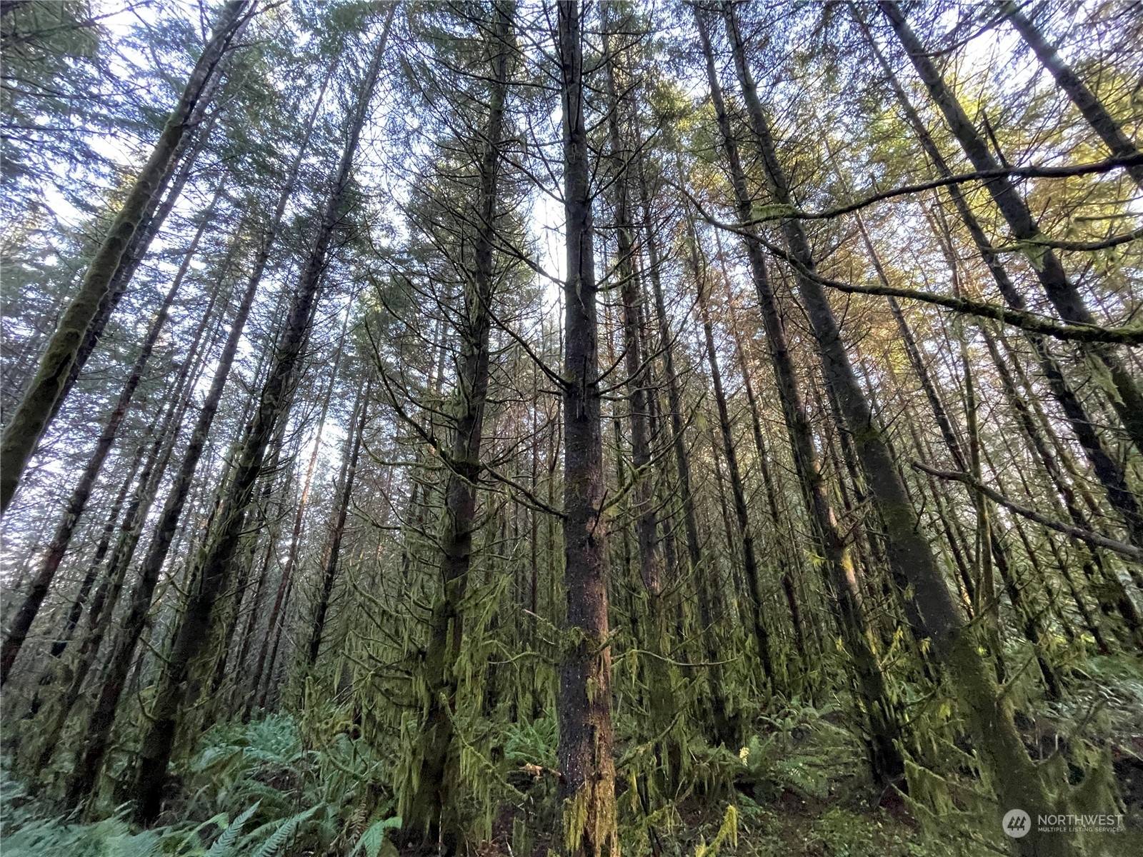 -na Oak Point Road Longview, WA 98632 - Photo 4 of 7 a view of forest