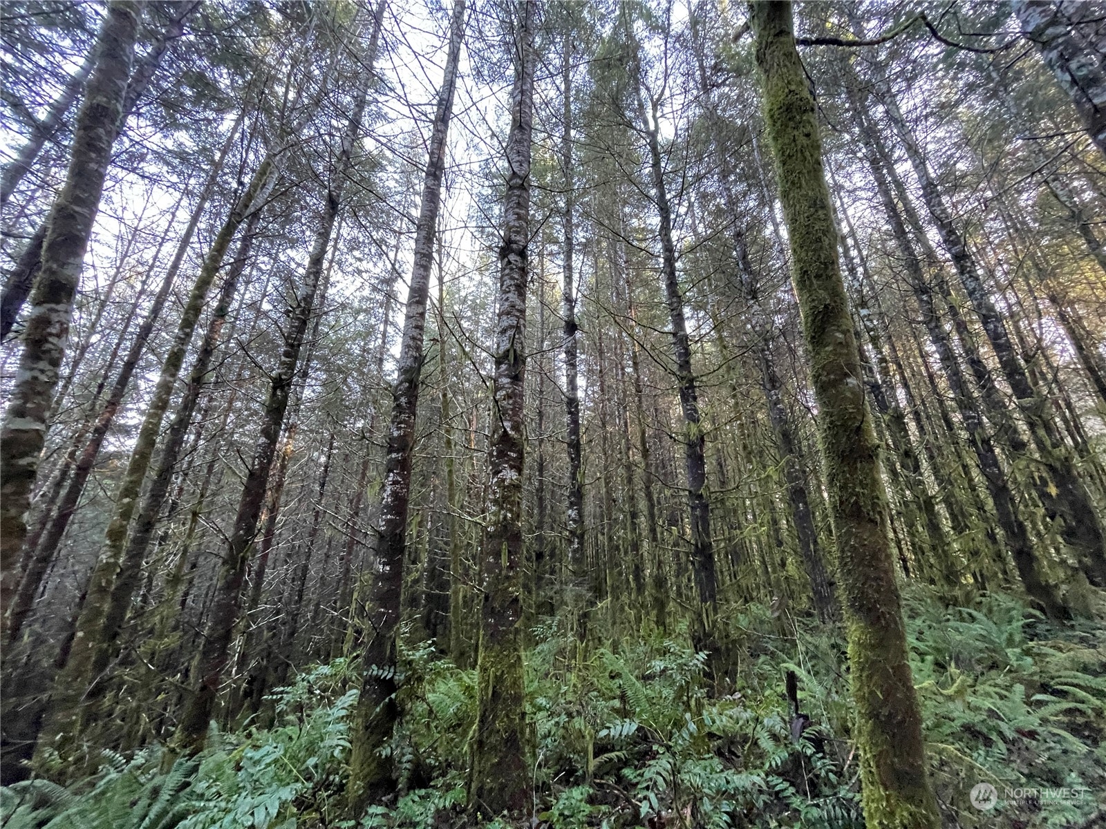 -na Oak Point Road Longview, WA 98632 - Photo 6 of 7 a view of forest