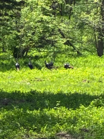 $87,500 | 0 Plum Hollow Court, Dixon, IL 61021