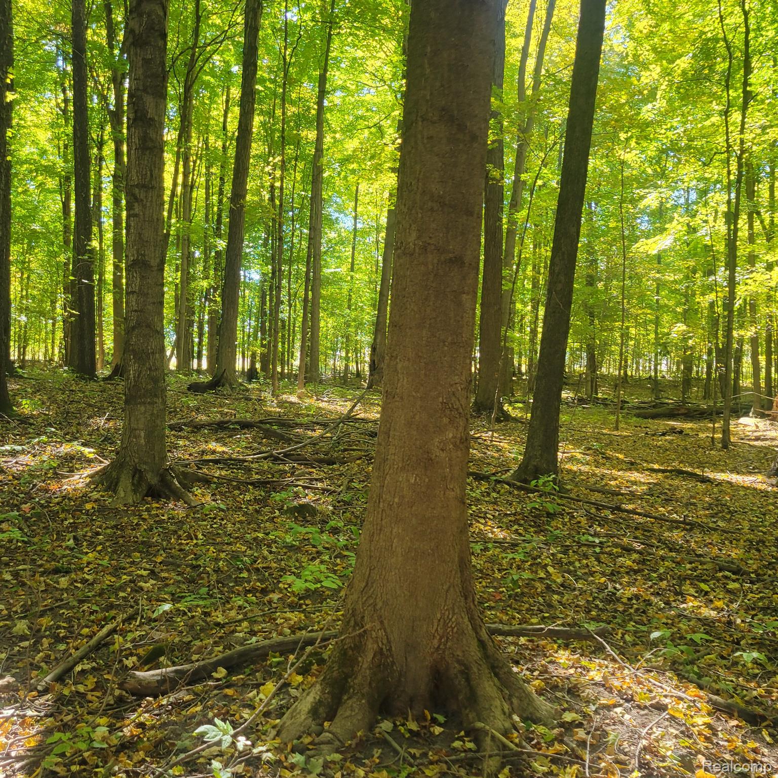 5782 Lyons Road Imlay City, MI 48444 - Photo 26 of 47 THE WOODS ARE BREATHTAKING!