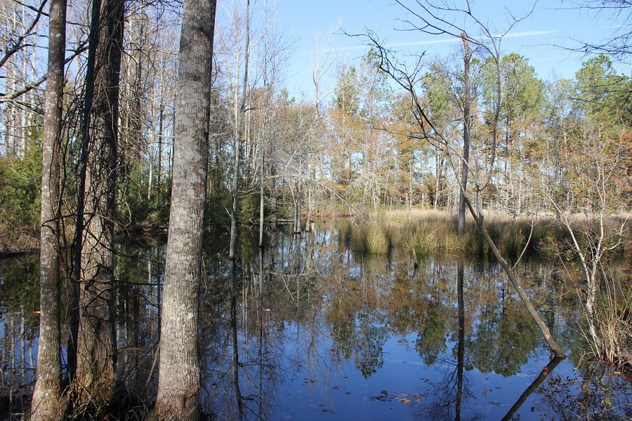 Norway Road Neeses, SC 29107 - Photo 11 of 19 Photo 11