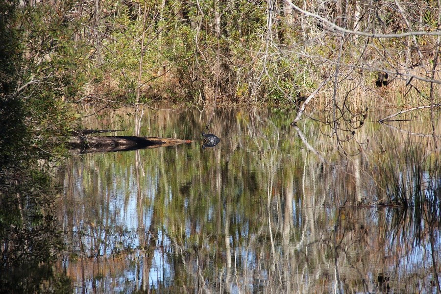 Norway Road Neeses, SC 29107 - Photo 12 of 19 Photo 12