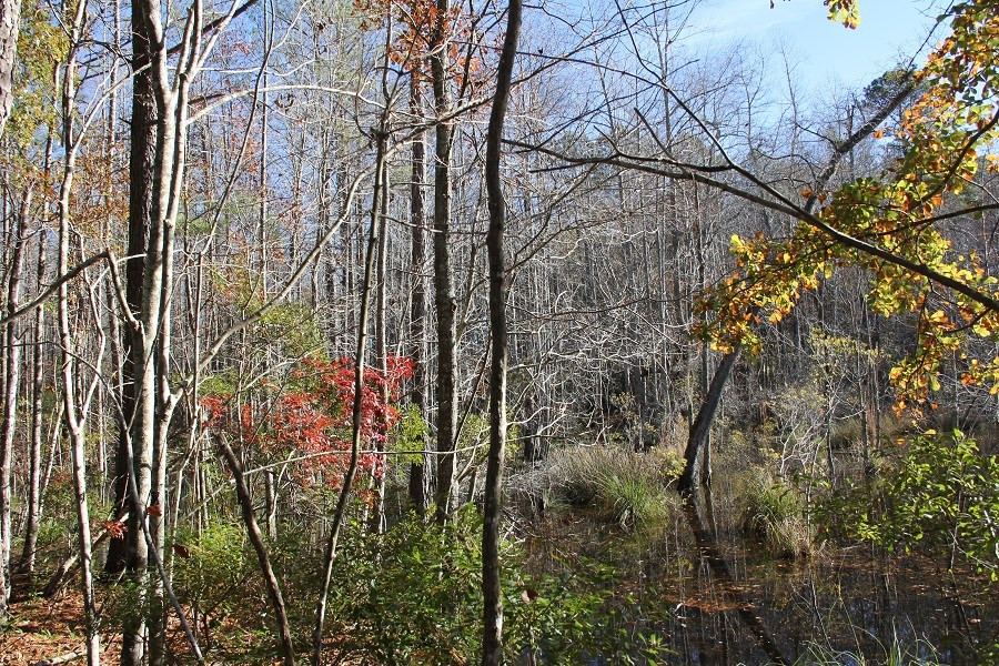 Norway Road Neeses, SC 29107 - Photo 14 of 19 Photo 14