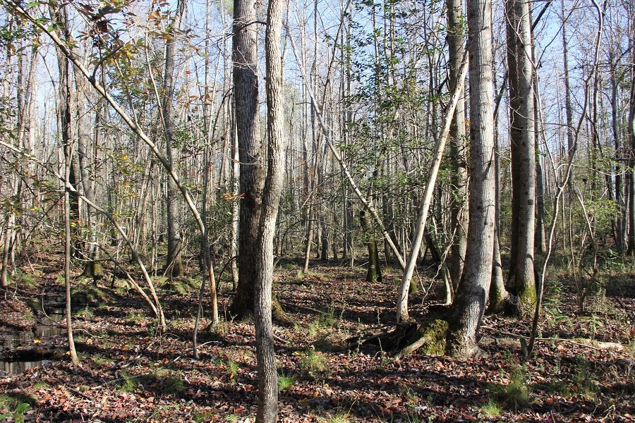 Norway Road Neeses, SC 29107 - Photo 16 of 19 Photo 16