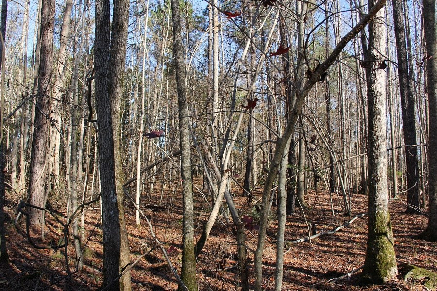 Norway Road Neeses, SC 29107 - Photo 18 of 19 Photo 18