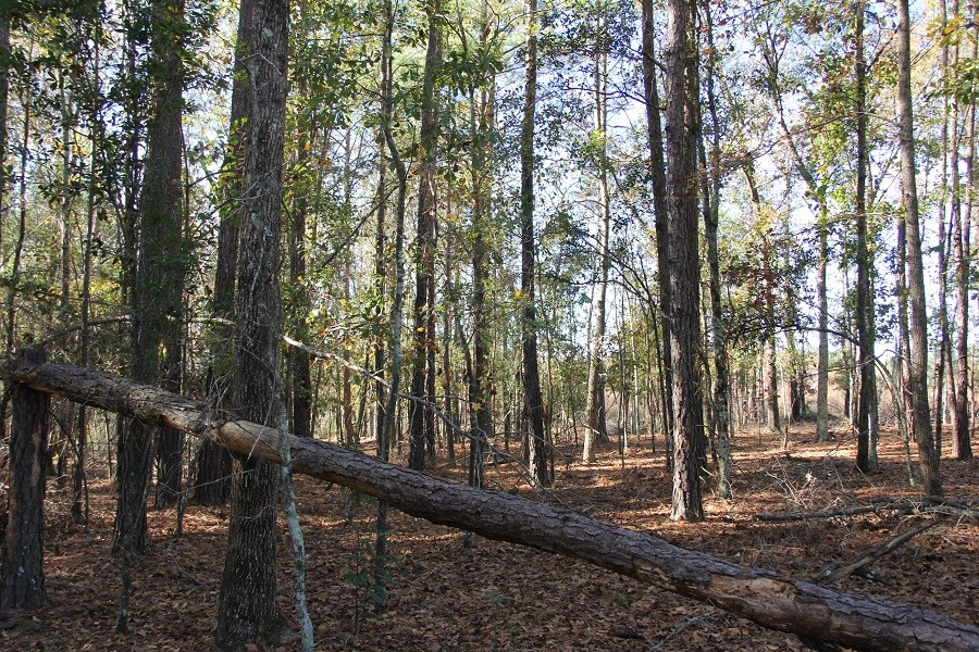 Norway Road Neeses, SC 29107 - Photo 19 of 19 Photo 19