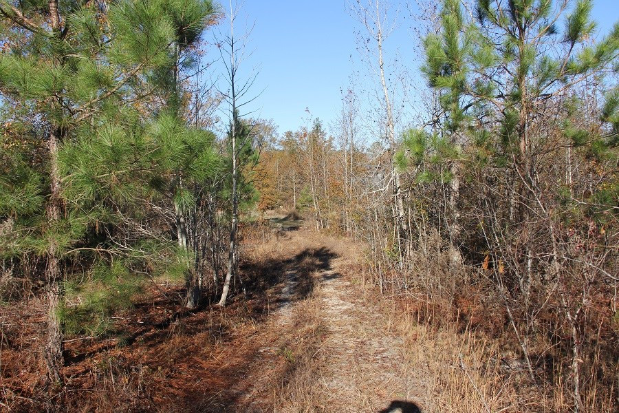 Norway Road Neeses, SC 29107 - Photo 3 of 19 Photo 3