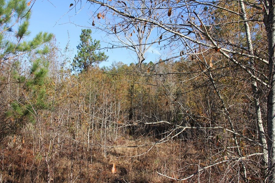 Norway Road Neeses, SC 29107 - Photo 4 of 19 Photo 4