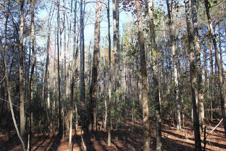 Norway Road Neeses, SC 29107 - Photo 7 of 19 Photo 7