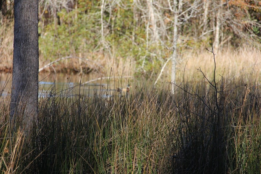 Norway Road Neeses, SC 29107 - Photo 10 of 19 Photo 10