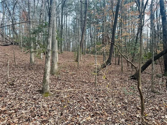 a view of a forest filled with trees