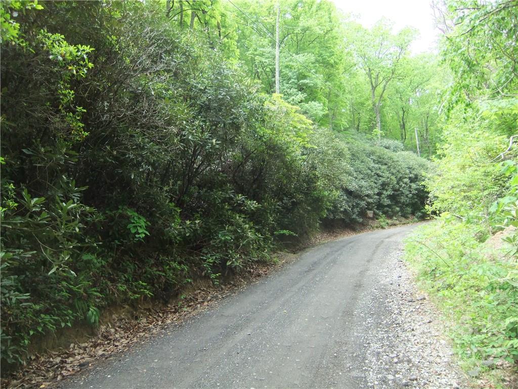 a view of a road with plants and trees