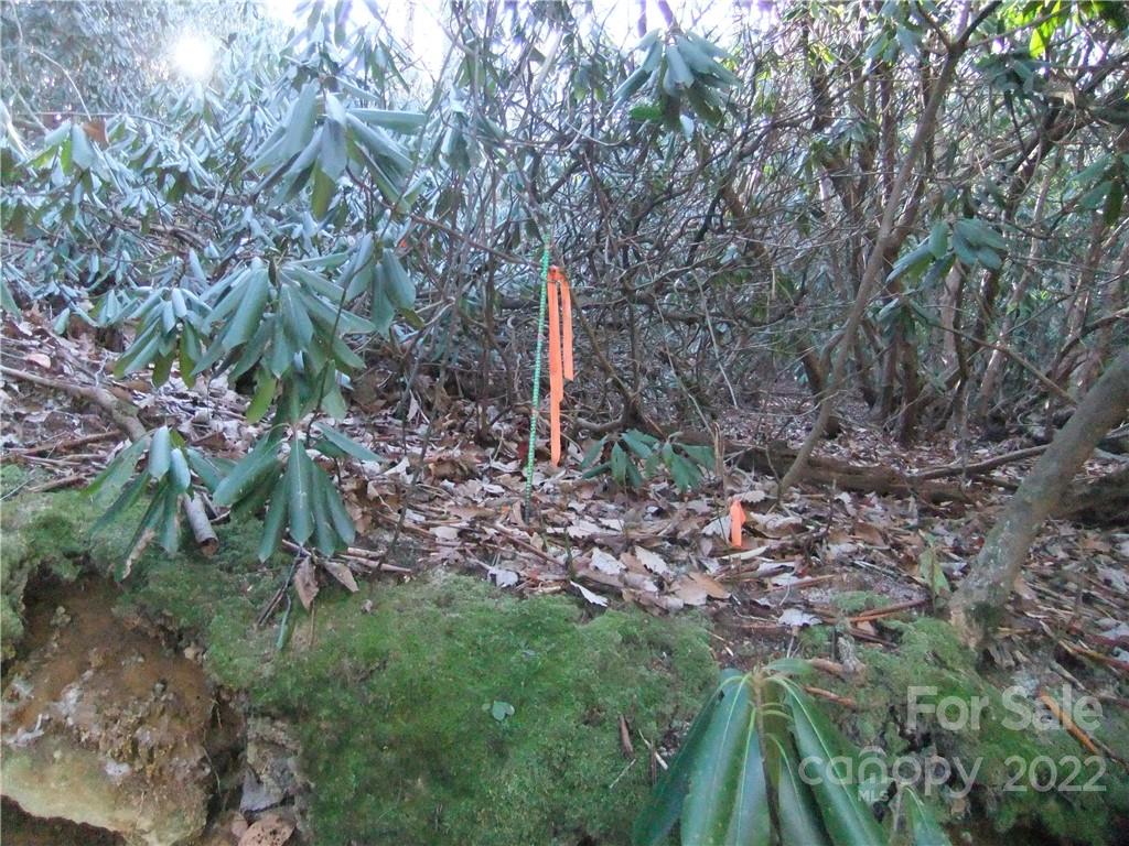 5 Old Mill Road Hendersonville, NC 28792 - Photo 16 of 35 a backyard of a house with lots of plants and large trees