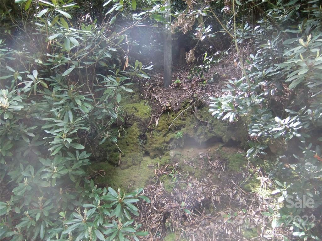 5 Old Mill Road Hendersonville, NC 28792 - Photo 17 of 35 a close up of a tree