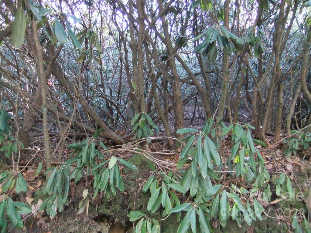5 Old Mill Road Hendersonville, NC 28792 - Photo 19 of 35 a backyard of a house with lots of green space