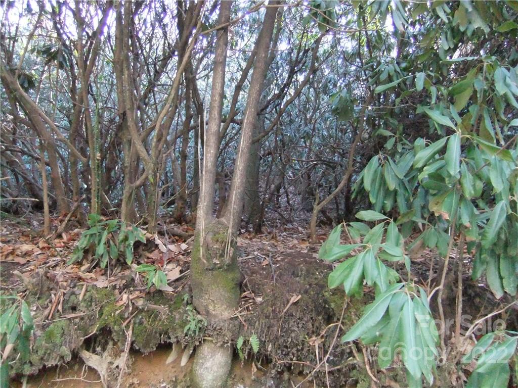 5 Old Mill Road Hendersonville, NC 28792 - Photo 20 of 35 a backyard of a house with lots of green space