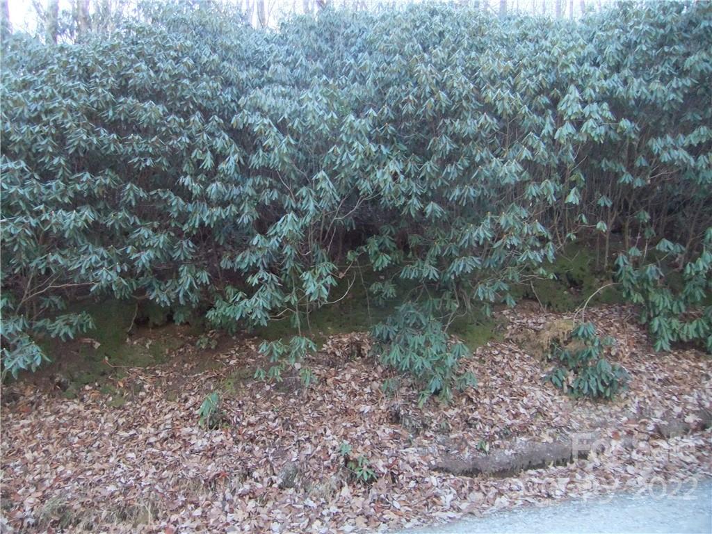 5 Old Mill Road Hendersonville, NC 28792 - Photo 27 of 35 a view of a forest filled with trees