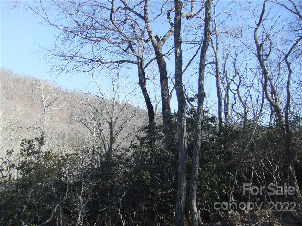 5 Old Mill Road Hendersonville, NC 28792 - Photo 35 of 35 a view of forest