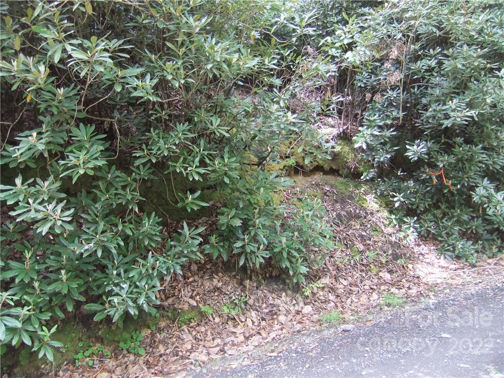5 Old Mill Road Hendersonville, NC 28792 - Photo 9 of 35 a view of a forest with a tree