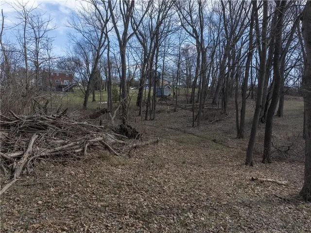 a view of a forest filled with trees