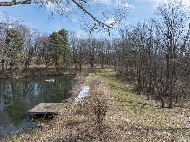 a view of a forest with trees in the background
