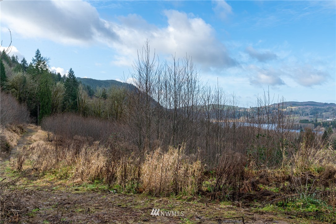 0 Green Mountain Road Mossyrock, WA 98564 - Photo 8 of 33 Gallery Image 8