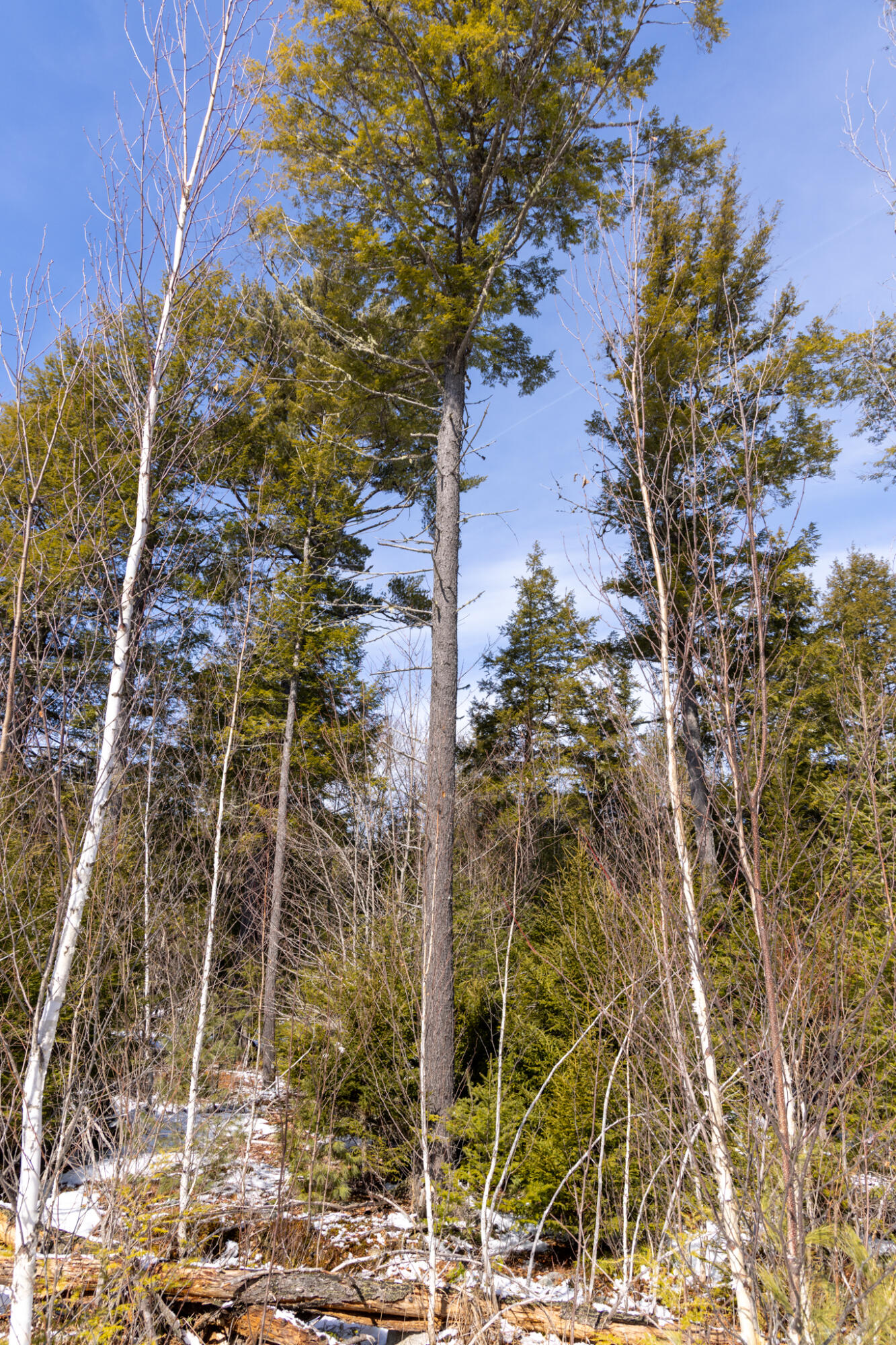 157 Rte Mattawamkeag Me 04459 Route Mattawamkeag, ME 04459 - Photo 2 of 9 2026_03_15 Mattawamkeag GNP-8