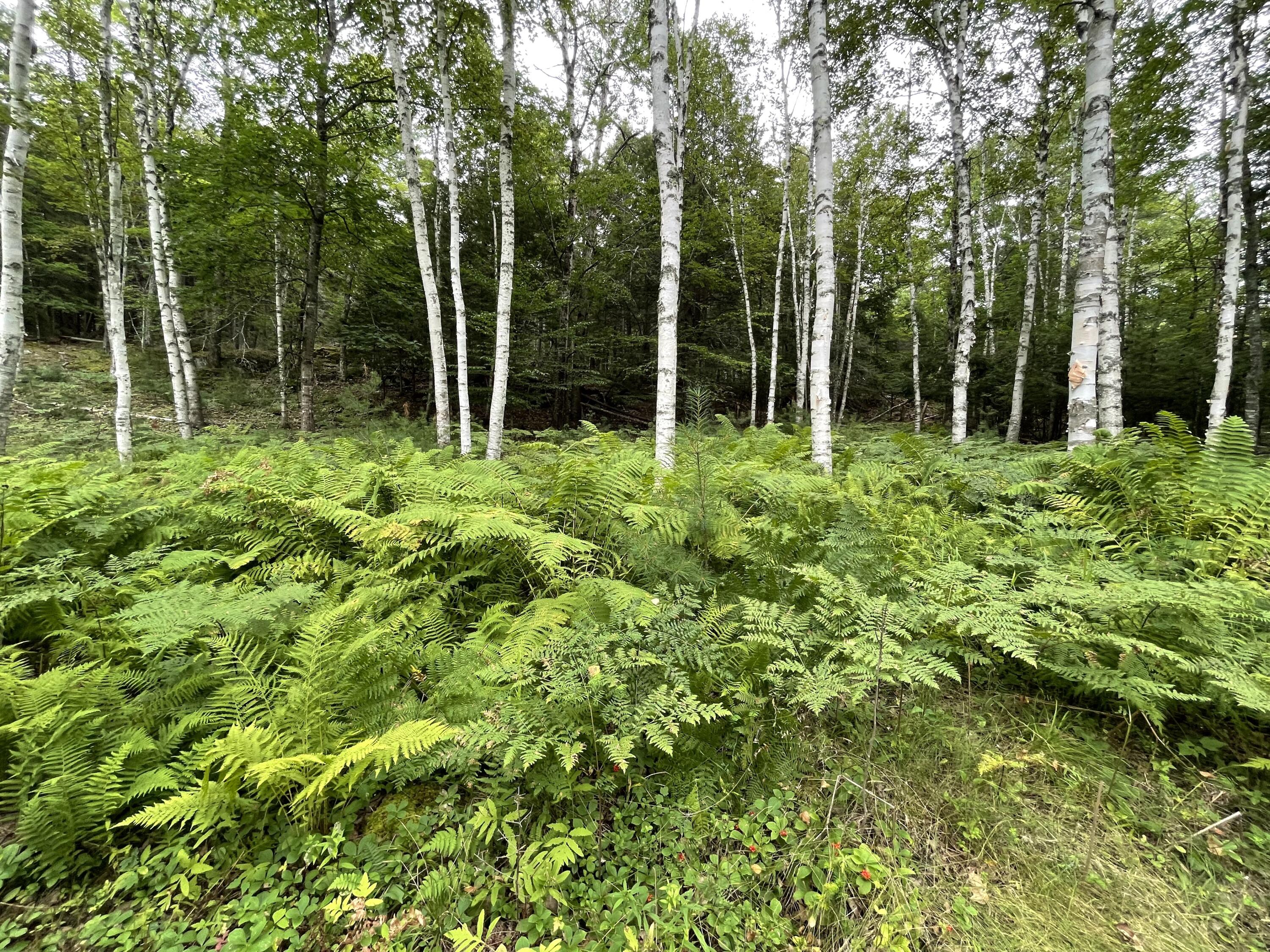 380 Magog Road Searsmont, ME 04973 - Photo 12 of 18 IMG_2859