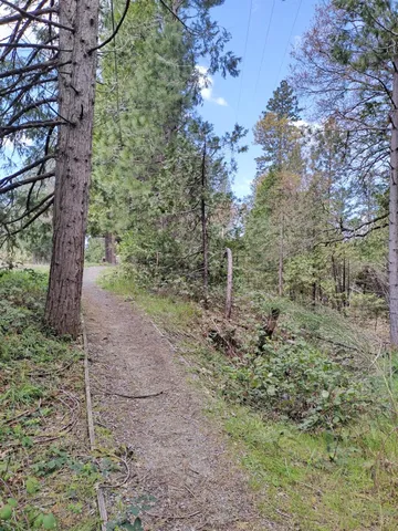 a view of a forest with trees
