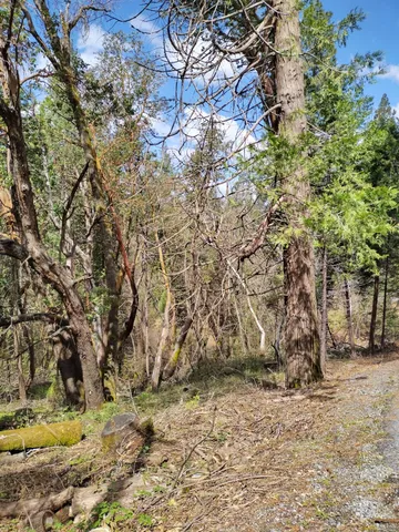 a view of a yard with large trees