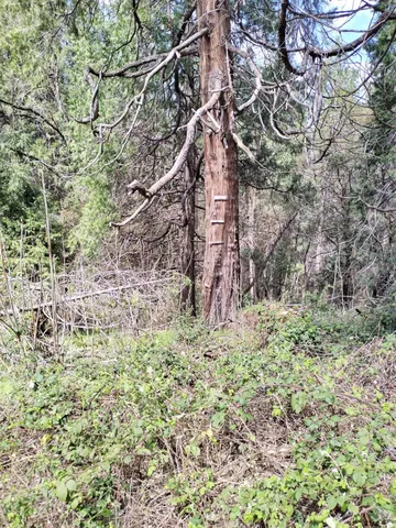 a view of a dry yard with trees