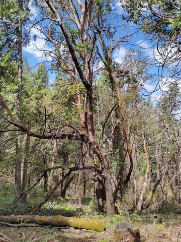 a view of a tiny house with large trees