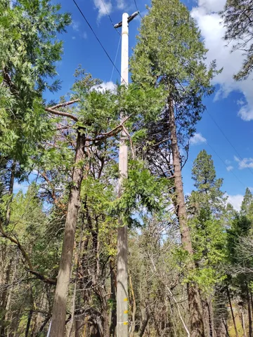 a plant that is in a garden