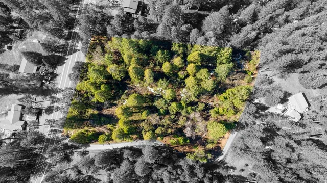 a picture of flowers