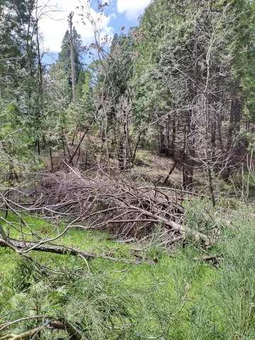 a view of a yard with large trees
