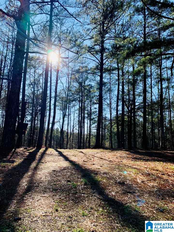 51 County Road Woodland, AL 36280 - Photo 3 of 4