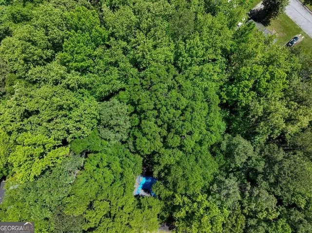 a view of a lush green forest