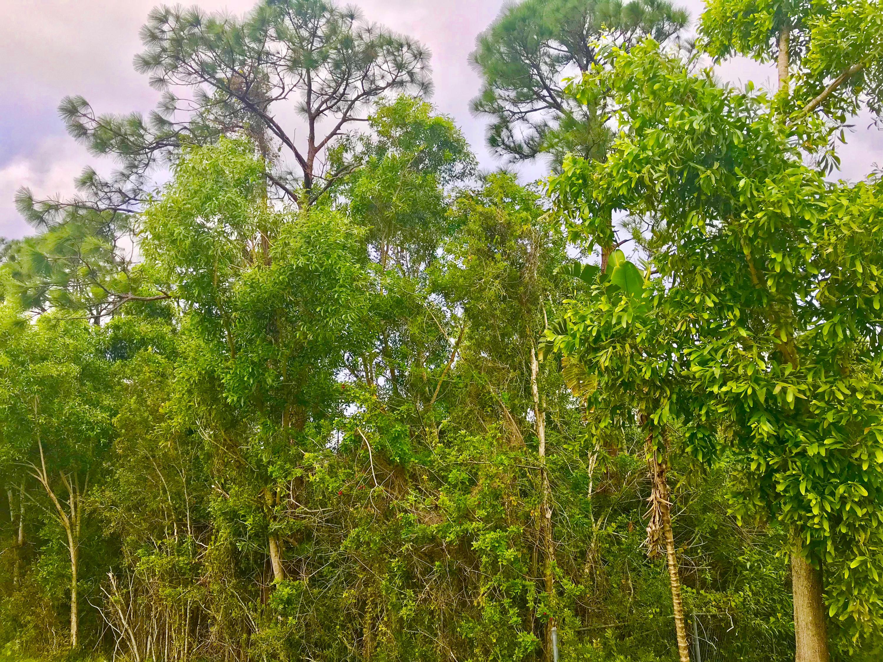 Xx 85th Road North Loxahatchee, FL 33470 - Photo 1 of 18 fullsizeoutput_aab8