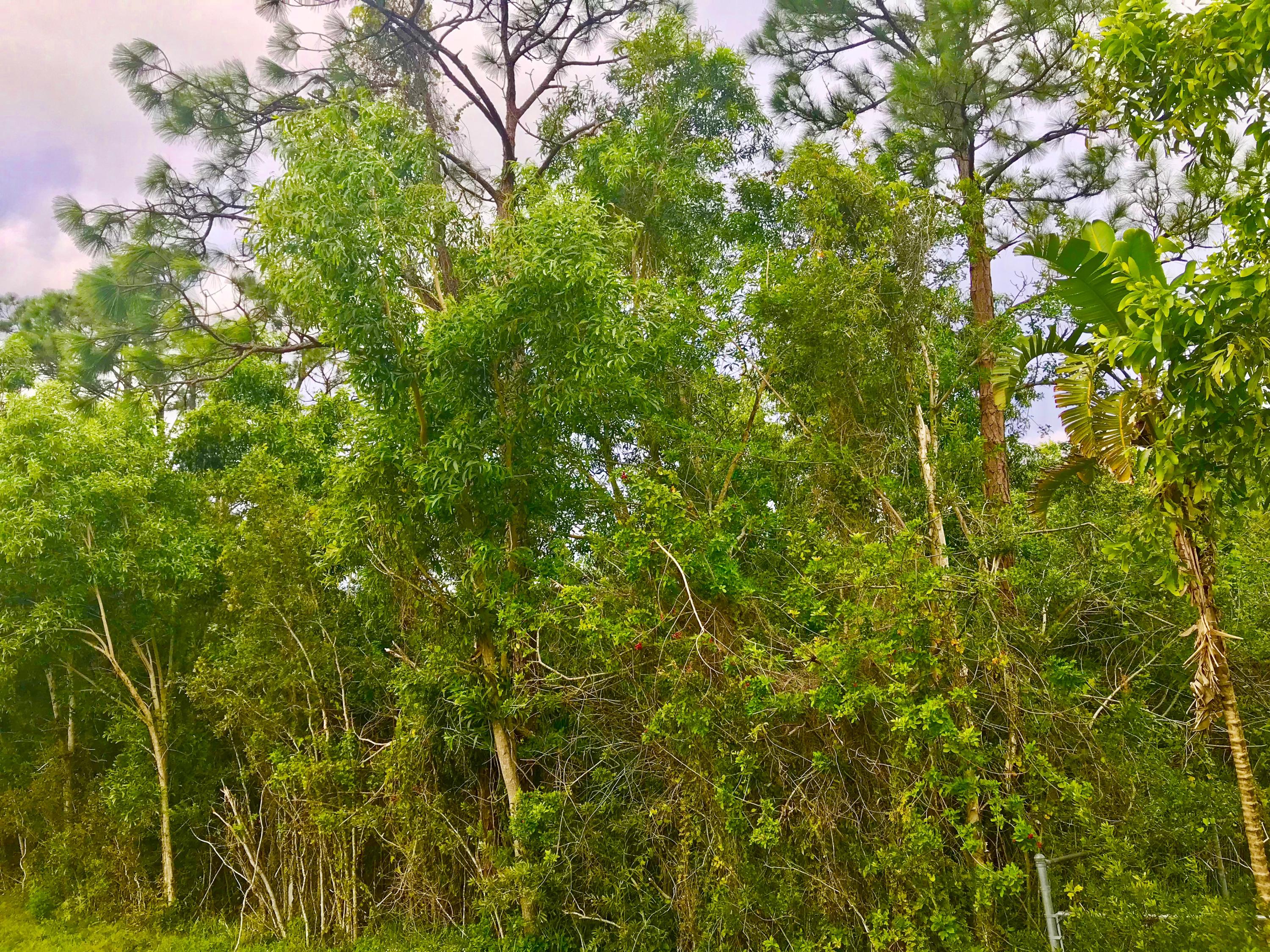 Xx 85th Road North Loxahatchee, FL 33470 - Photo 15 of 18 fullsizeoutput_aab4