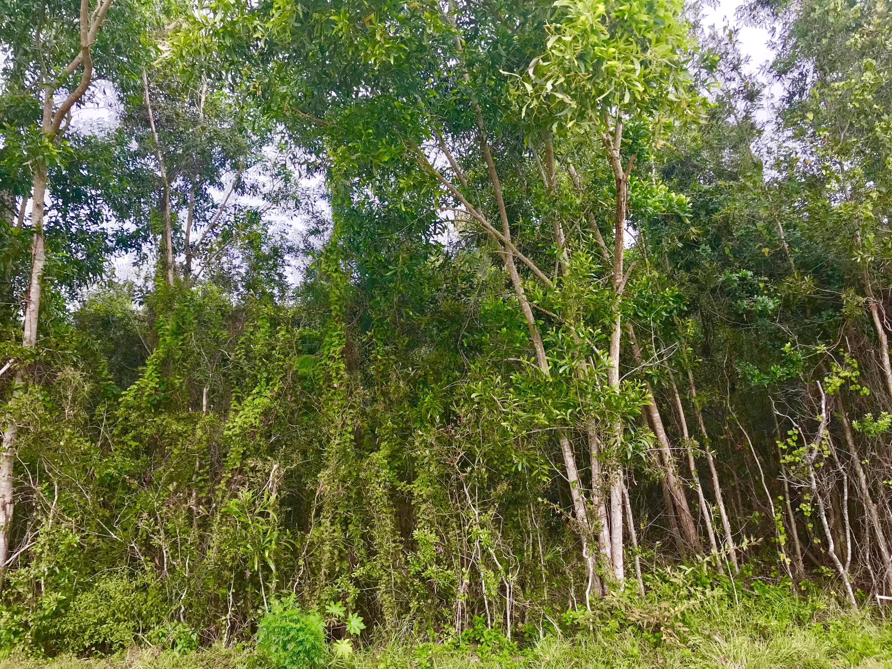 Xx 85th Road North Loxahatchee, FL 33470 - Photo 17 of 18 fullsizeoutput_aabd
