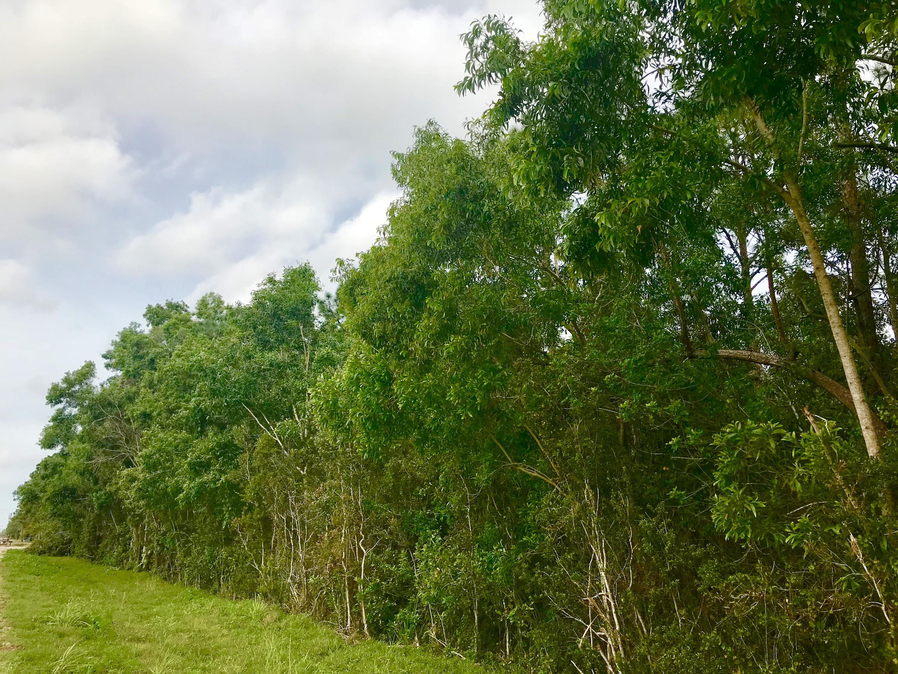 Xx 85th Road North Loxahatchee, FL 33470 - Photo 18 of 18 fullsizeoutput_aa9e