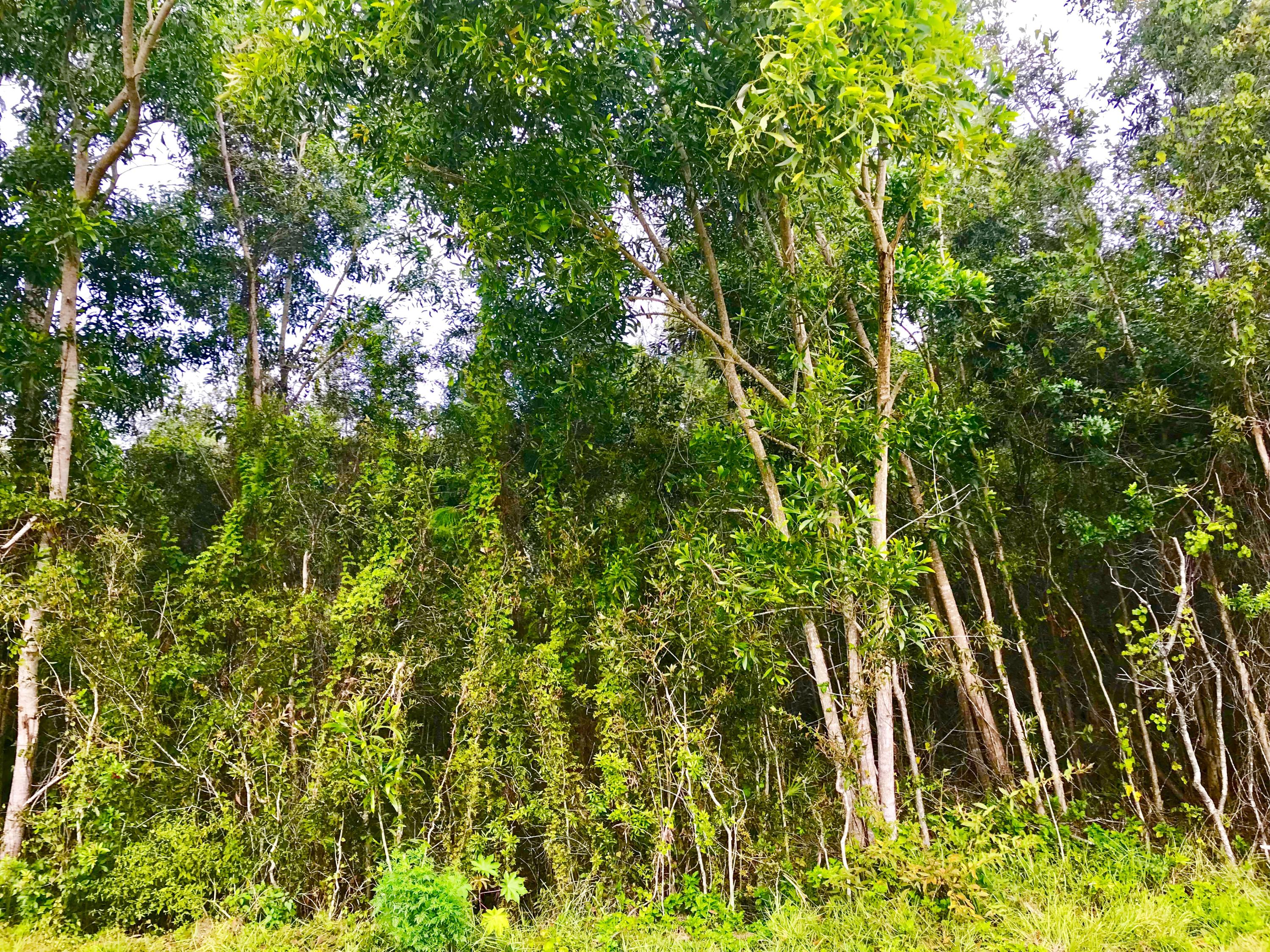 Xx 85th Road North Loxahatchee, FL 33470 - Photo 5 of 18 fullsizeoutput_aaa0
