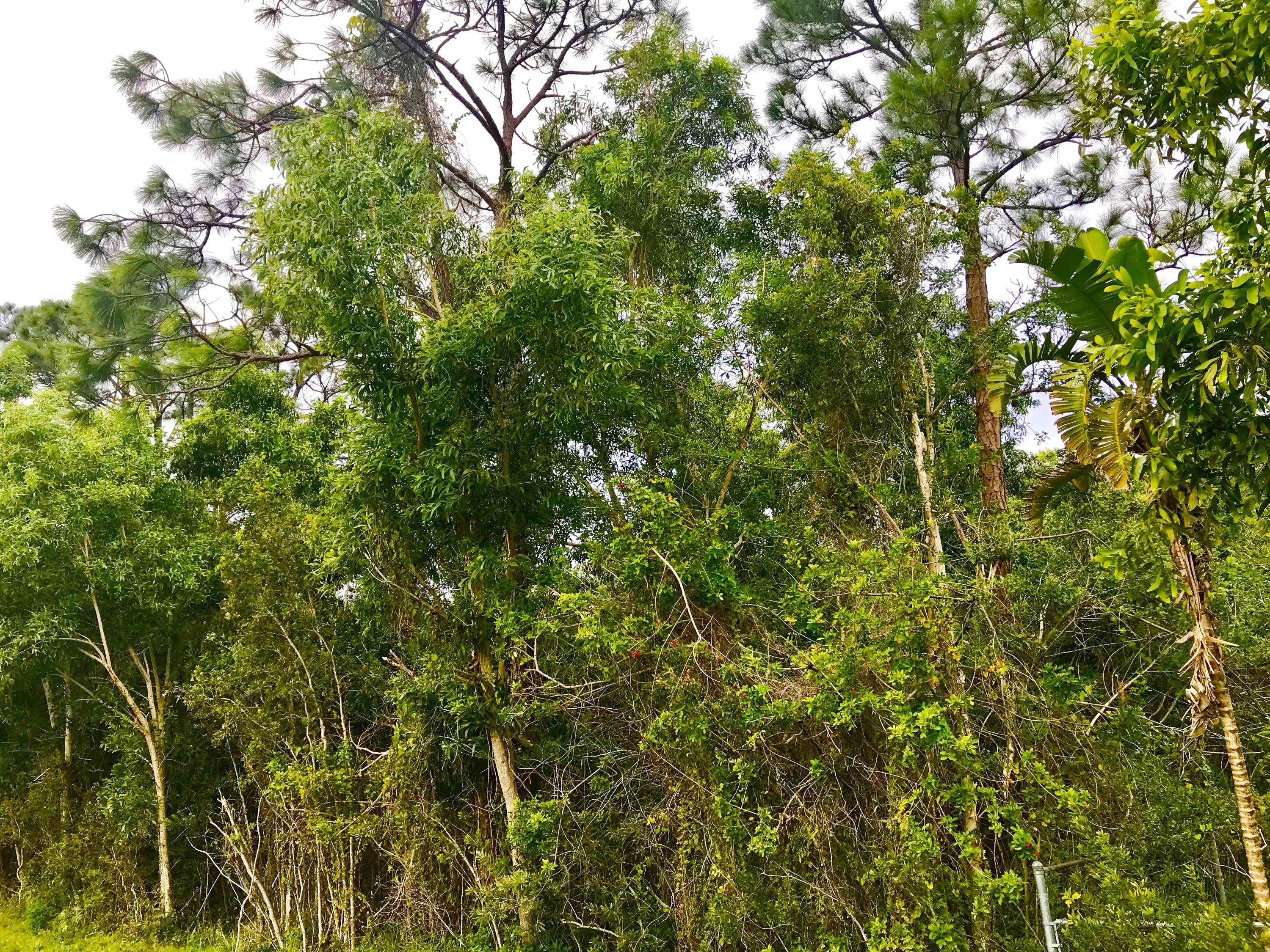 Xx 85th Road North Loxahatchee, FL 33470 - Photo 7 of 18 fullsizeoutput_aaa7