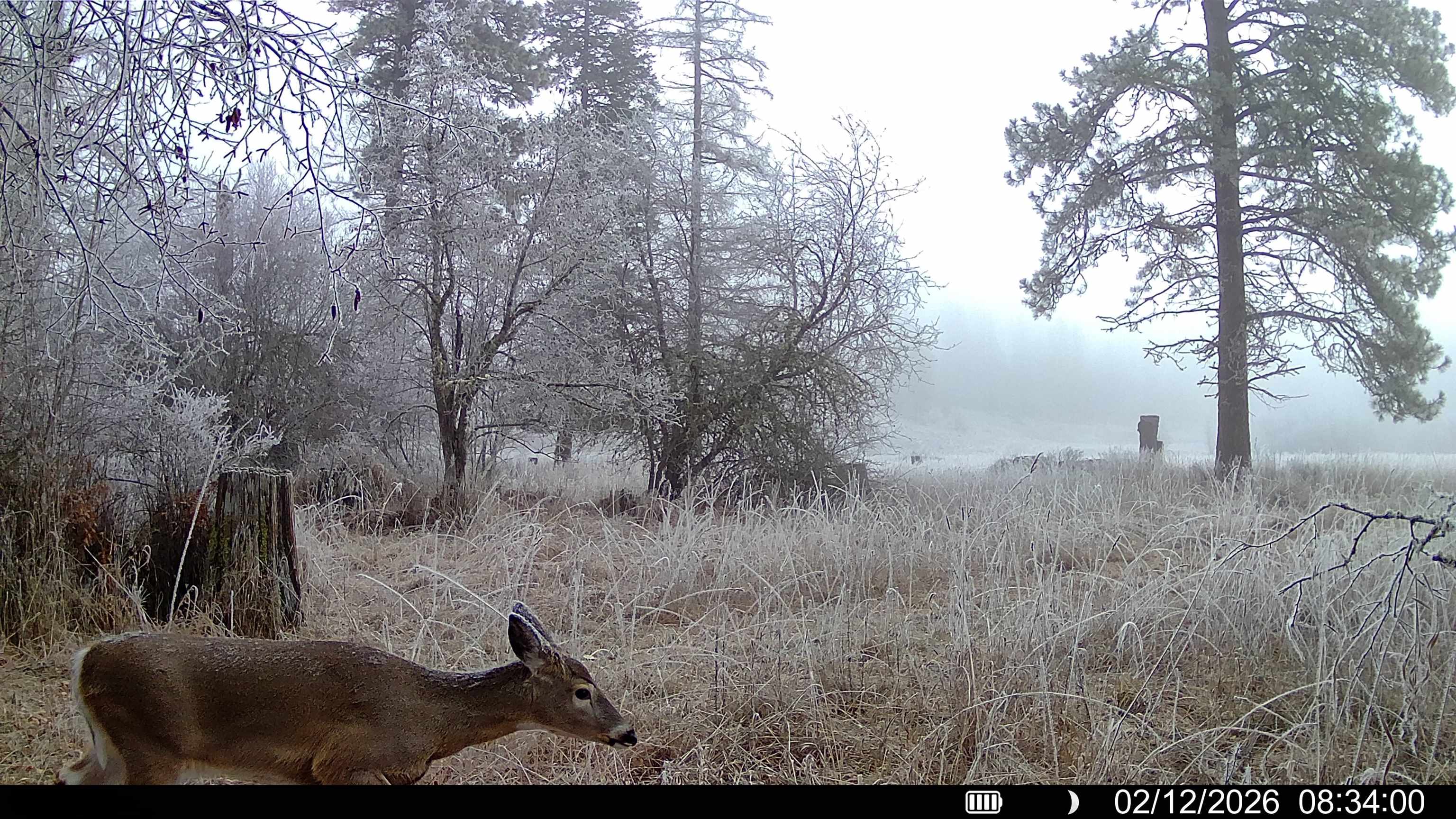901 Skookum Creek Road Usk, WA 99180 - Photo 48 of 50