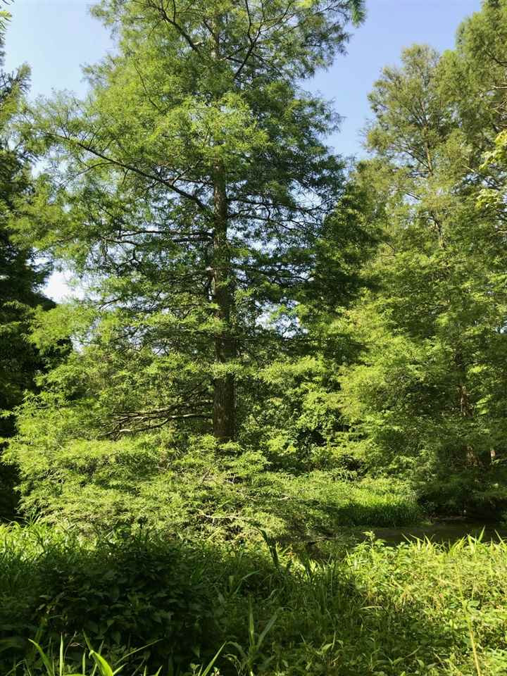 220 Pea Ridge Road Forest, MS 39074 - Photo 11 of 19 Photo 11